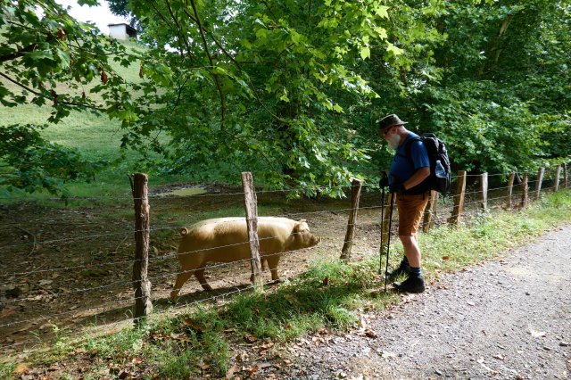 Friendly Pig