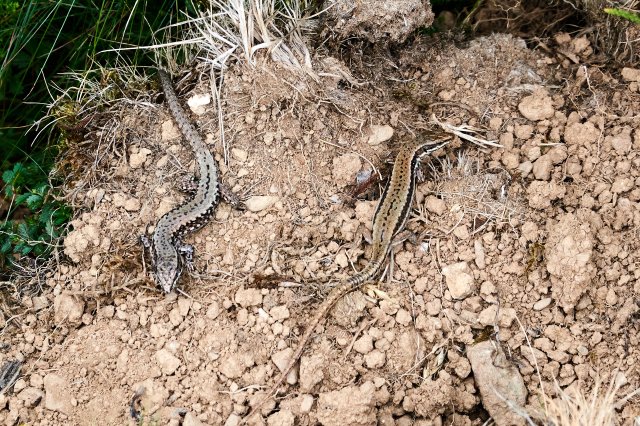 Skinks, preoccupied with each other