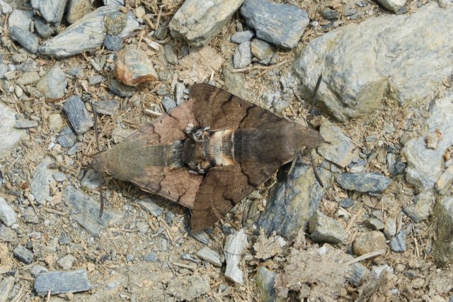 Moths, definitely preoccupied