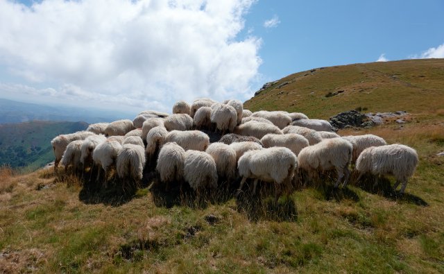 Sheep want nothing to do with us