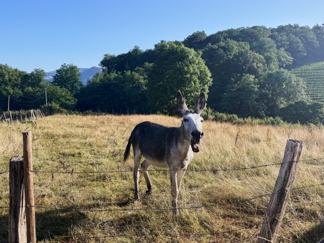 Lonely mule
