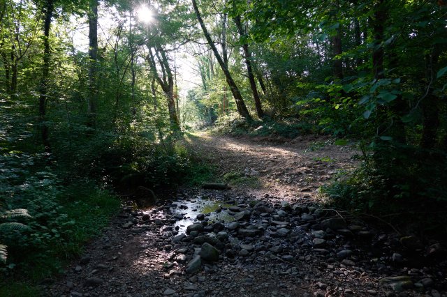 Cool forest