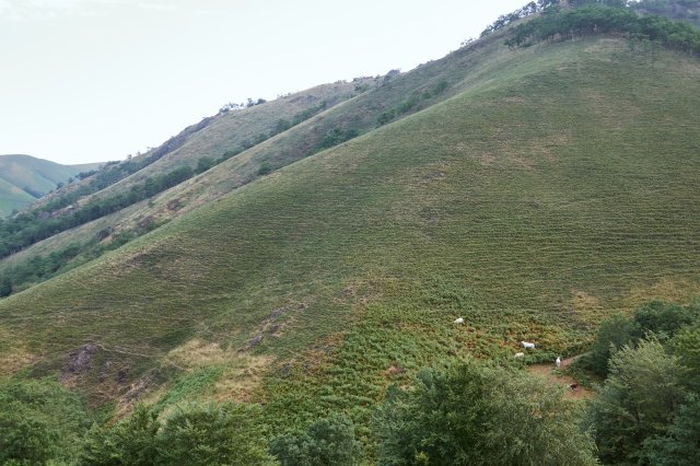 Sheep, making more weedy ferny landscape