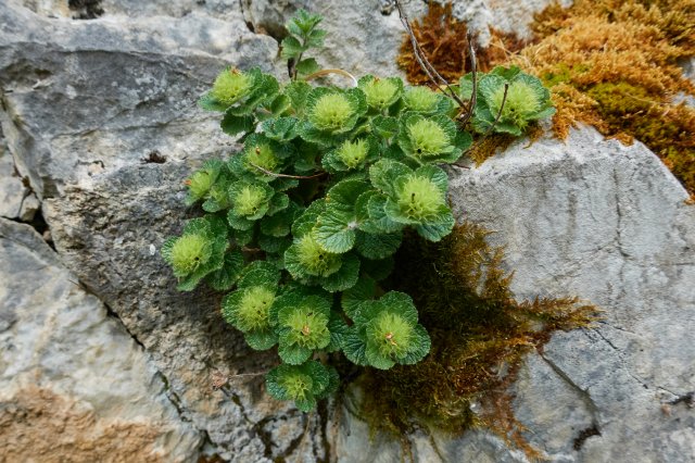Nifty rockery plant