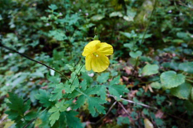 Welsh poppy (in Engish), Papaver cambricum