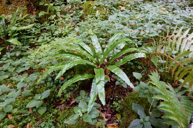 Harts tongue fern (Asplenium scolopendrium)