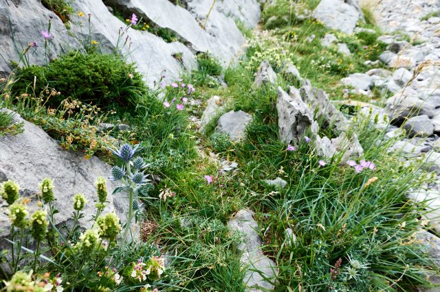 Wildflowers