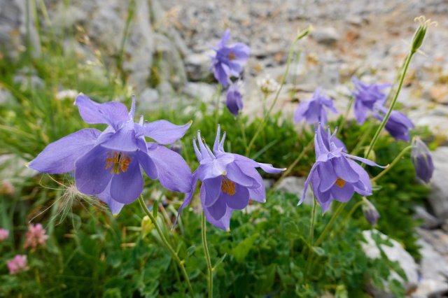 Columbine