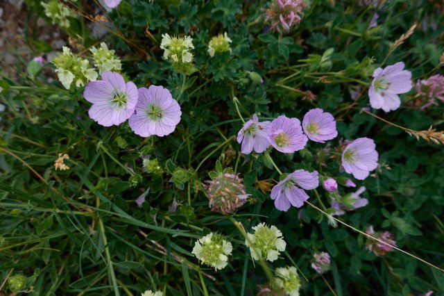 More wildflowers
