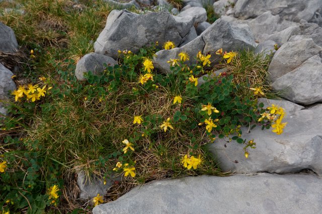 More wildflowers