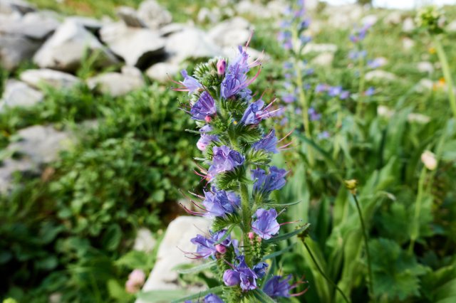 Borage