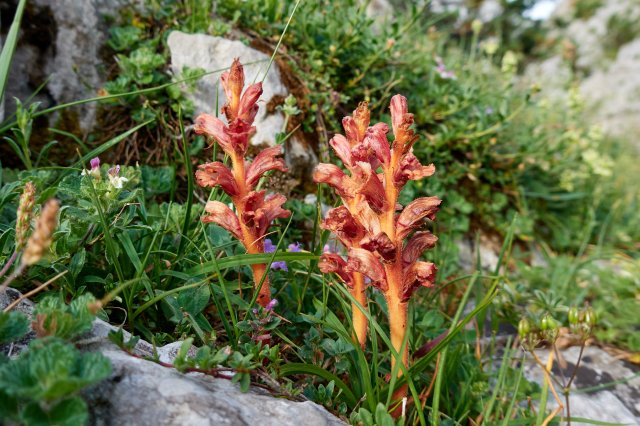 Wildflowers (parasitic??)