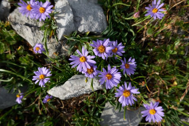 Splash of daisies