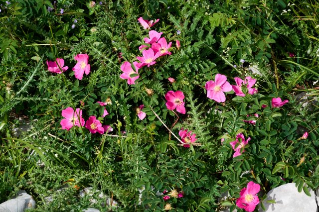 Roses, smells like grandma