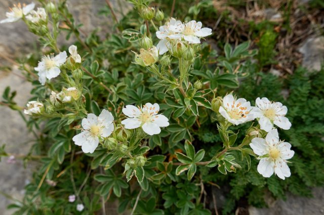 Yet more wildflowers