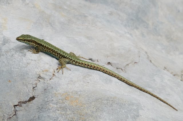 Green lizard