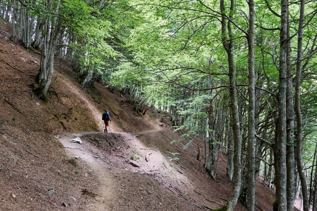 Beech forest
