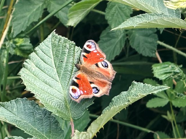 Butterfly