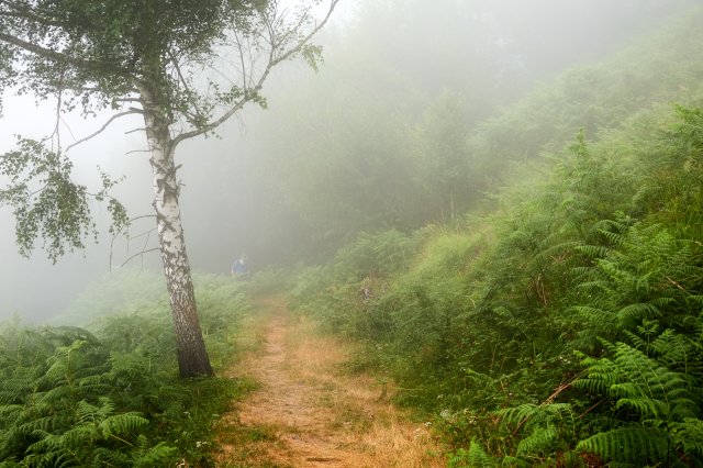 Foggy to the crest