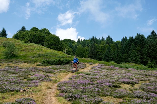 Lots of heather