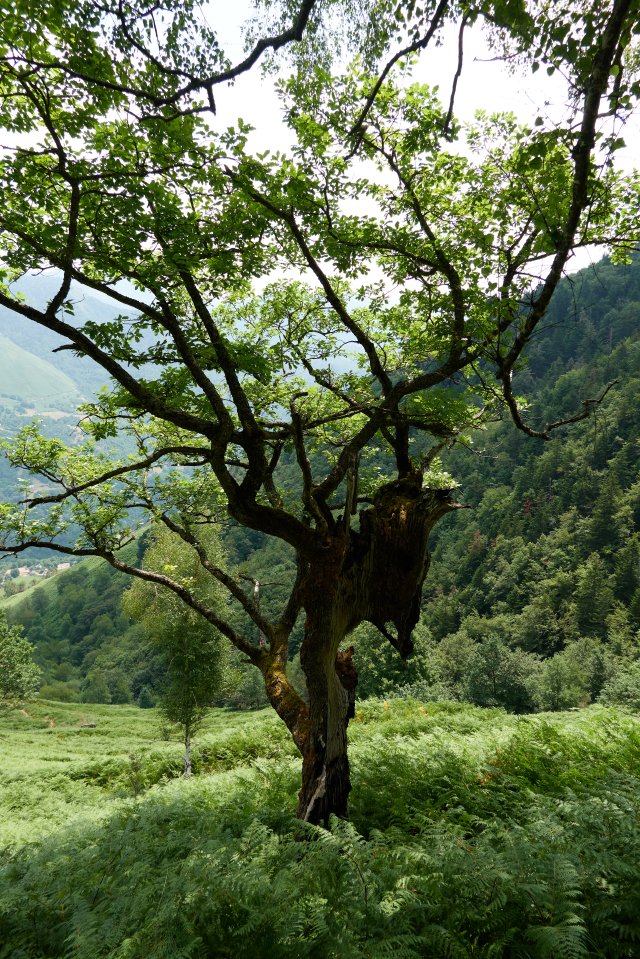 Oak tree still clinging on