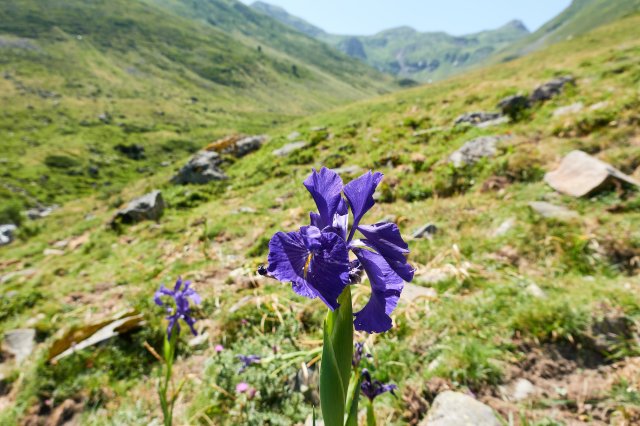 Wild iris