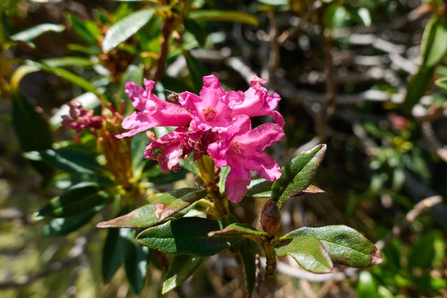 Rhododendron near the col
