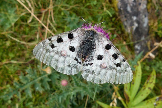 Butterfly on thistle