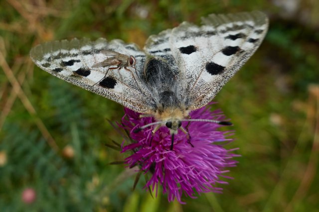Fly on butterfly on thistle