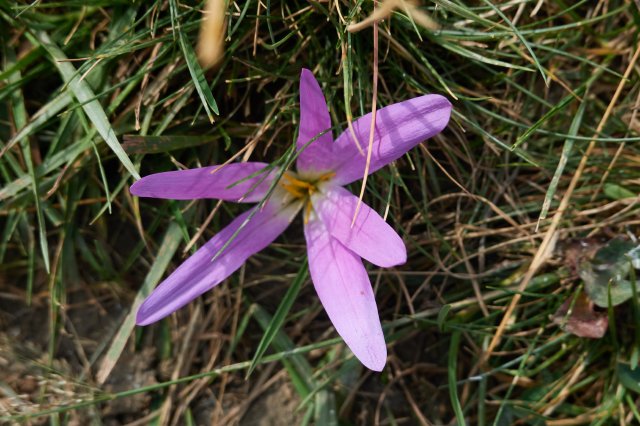 Crocus-y flower