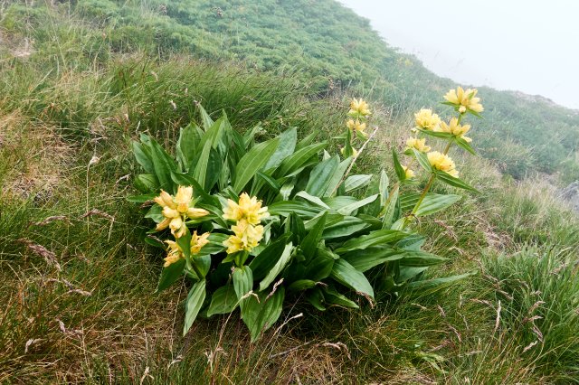 Great flower