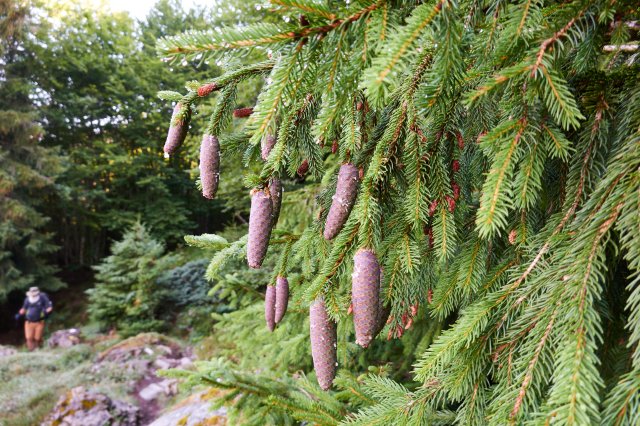 Nifty cones