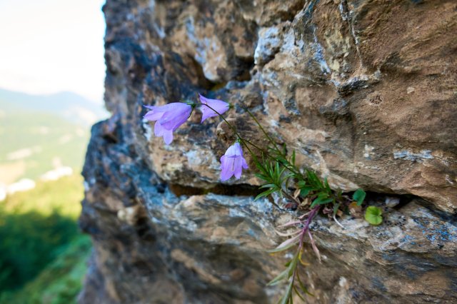 Bluebell