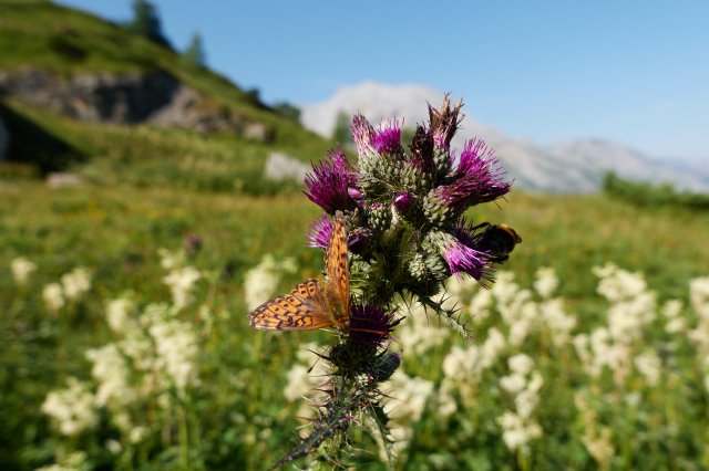 Butterfly and thistle