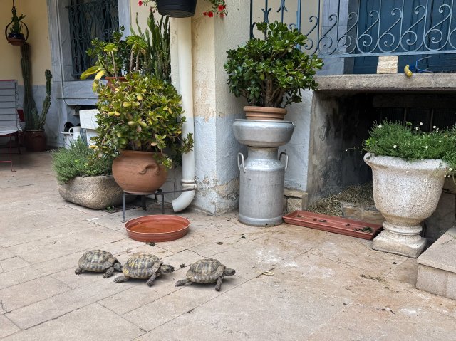 And tortises