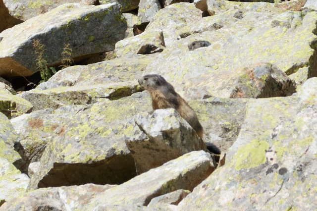 Marmot on patrol