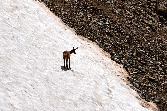 Isard on the snow