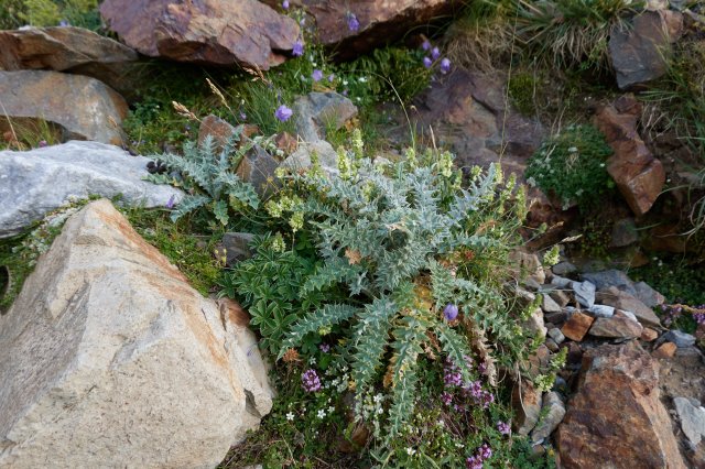 Little flower garden