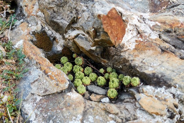 Cute little stonecrop in a cleft