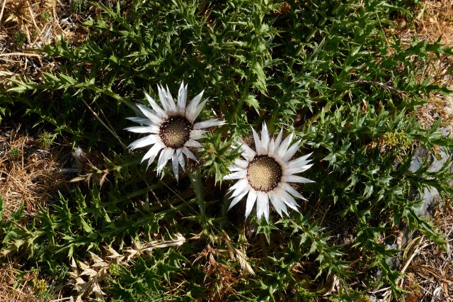Straw thistle flowers
