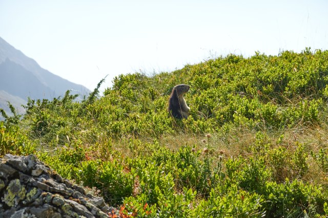 Marmot watching