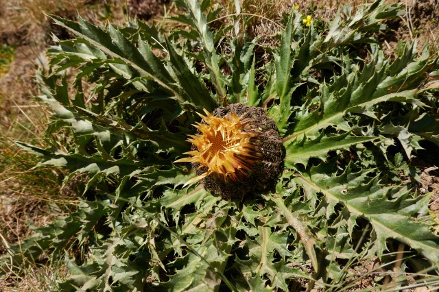 More curious thistle plants