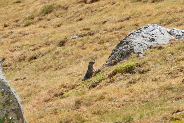 Another marmot on alert