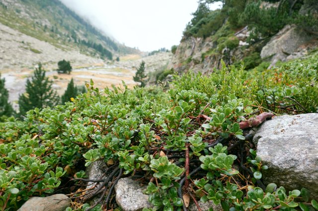 Manzanita, native to both here and California (Arctostaphylos uva-ursa)