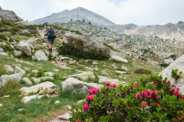 Past some rhodies (Alpenrose, Rhododendron ferrugineum)