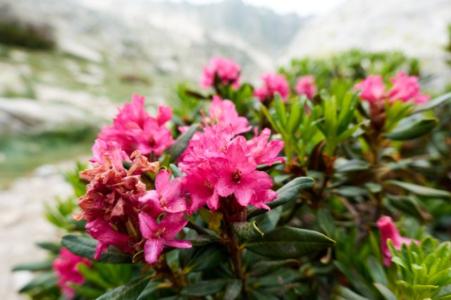 Rhodies must not be tasty