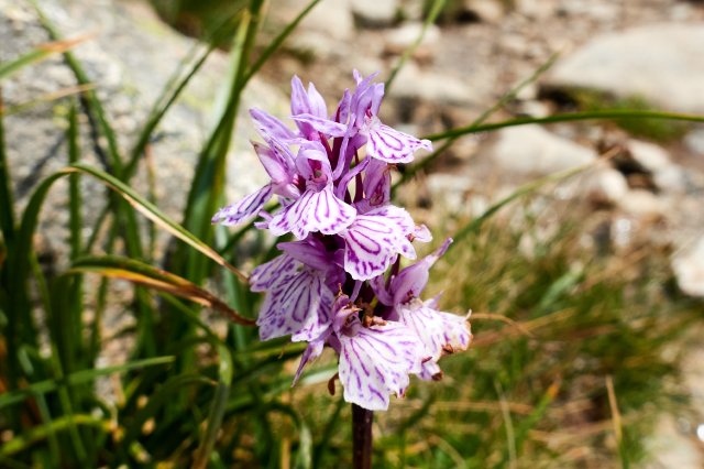 Heath-spotted orchid (Dactylorhiza maculata)