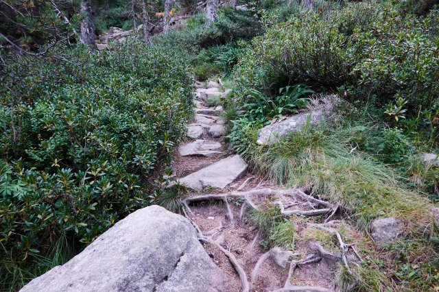 Rocks and Roots