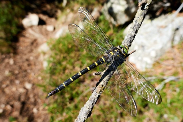 Gold ring dragonfly