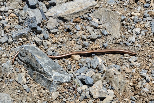 Slow worm, a legless lizard (Anguis fragilis)